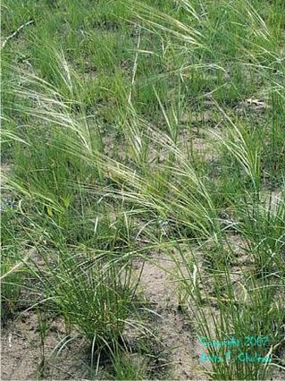 Thumbnail image for stipa spartea.jpg